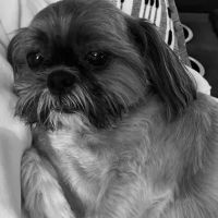 Northpointe Veterinary Care ico