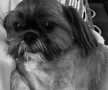 Northpointe Veterinary Care