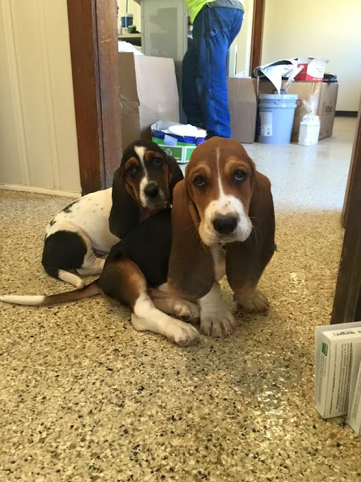 All About the Animals Veterinary Clinic 6