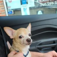 Danville Veterinary Clinic ico