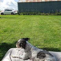Bear Creek Animal Hospital ico