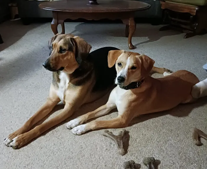 Animal Hospital North Aka Healthy Pets 12