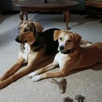 Animal Hospital North Aka Healthy Pets ico