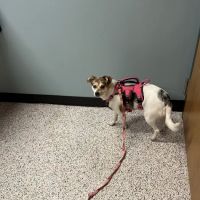 Rice Lake Animal Hospital ico