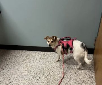 Rice Lake Animal Hospital
