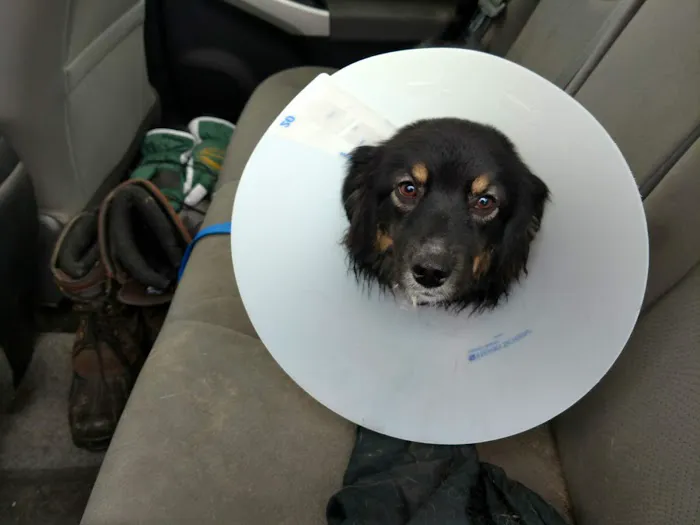 Rice Lake Animal Hospital 4