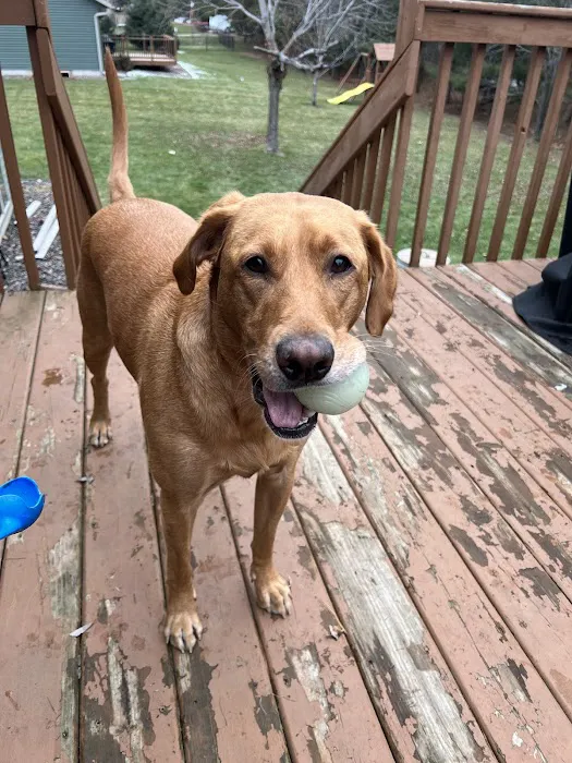 Rice Lake Animal Hospital 6