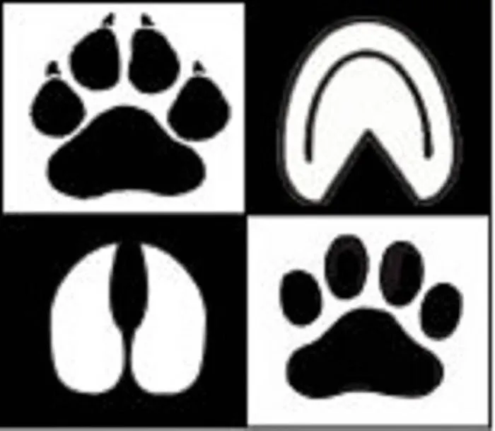 Chetek Veterinary Clinic 12