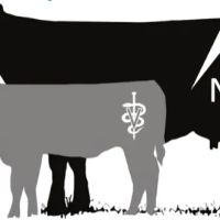 Northbound Veterinary Services ico
