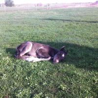 Mille Lacs Veterinary Clinic at Foley ico