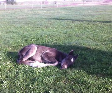 Mille Lacs Veterinary Clinic at Foley