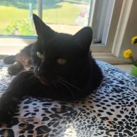 Big Lake Area Veterinary Hospital ico