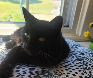 Big Lake Area Veterinary Hospital