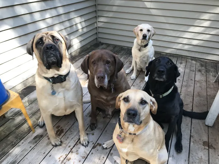 Big Lake Area Veterinary Hospital 10