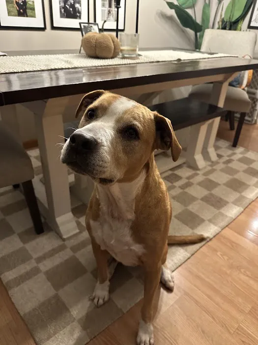 Sirius Veterinary Care 1