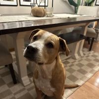 Sirius Veterinary Care ico