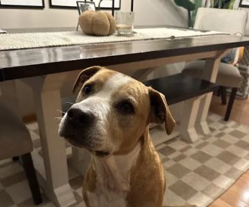 Sirius Veterinary Care