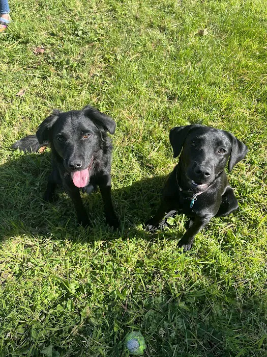 Sirius Veterinary Care 4