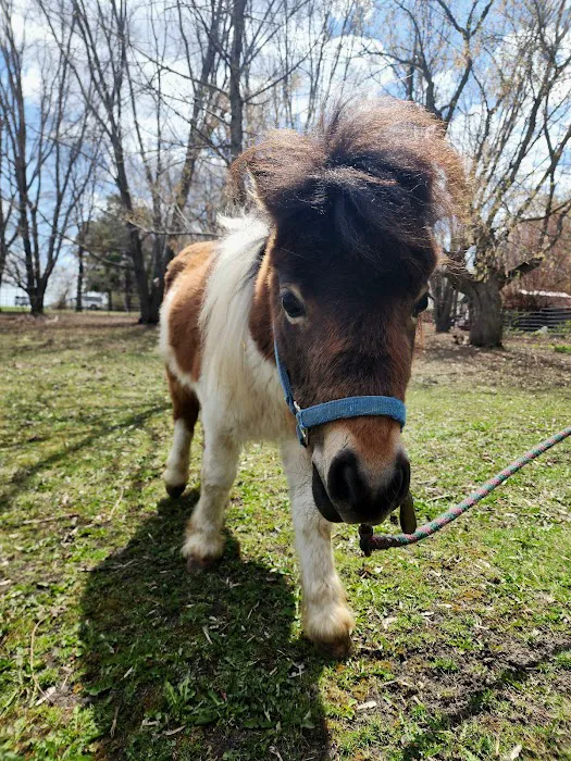 Anoka Equine Veterinary Services 1