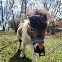 Anoka Equine Veterinary Services ico