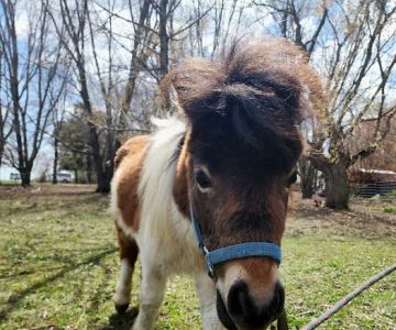 Anoka Equine Veterinary Services