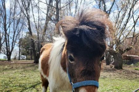 Anoka Equine Veterinary Services