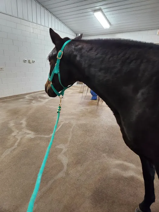 Anoka Equine Veterinary Services 5