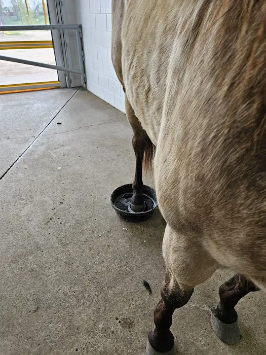 Anoka Equine Veterinary Services 3
