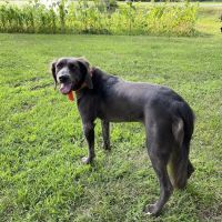 Pet Care Xpress LLC ico