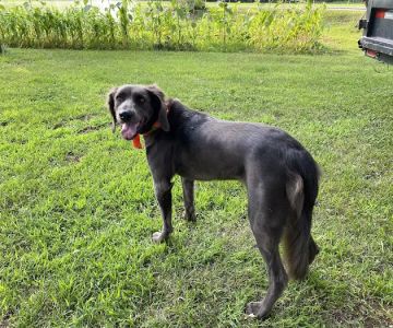 Pet Care Xpress LLC