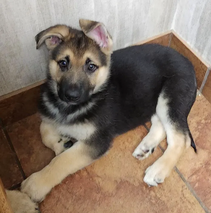 Hoof & Paw Clinic Ltd 12
