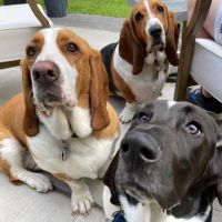 Brakken Veterinary Clinic ico