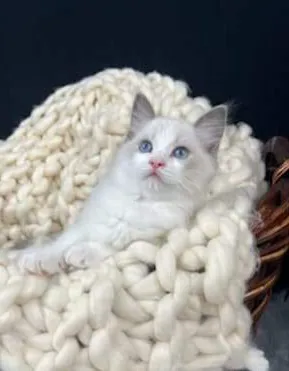 Cashmere Ragdolls 2