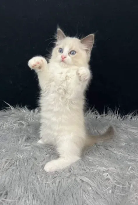 Cashmere Ragdolls 3