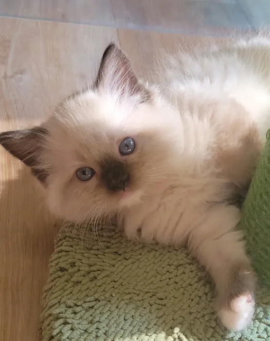 Cashmere Ragdolls 10