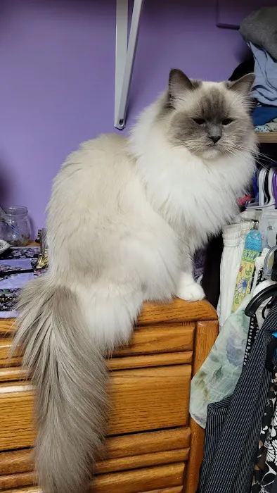 Cashmere Ragdolls 9