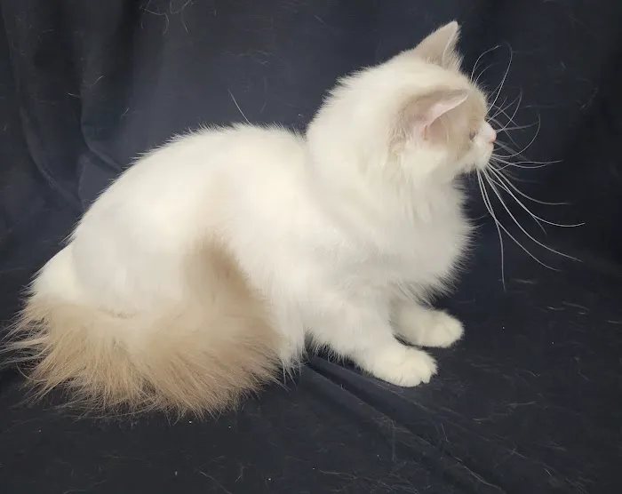 Cashmere Ragdolls 4
