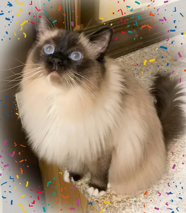 Cashmere Ragdolls 7