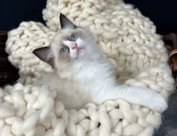 Cashmere Ragdolls 1
