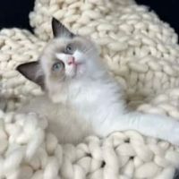 Cashmere Ragdolls ico