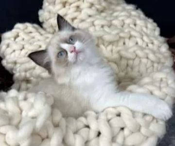 Cashmere Ragdolls
