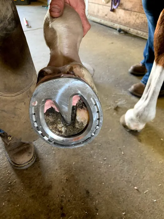 Stoffel Equine Veterinary Clinic 4