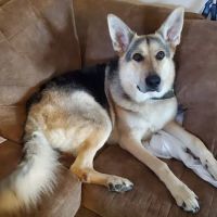 Lake Pepin Pet Clinic ico