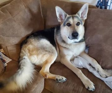 Lake Pepin Pet Clinic