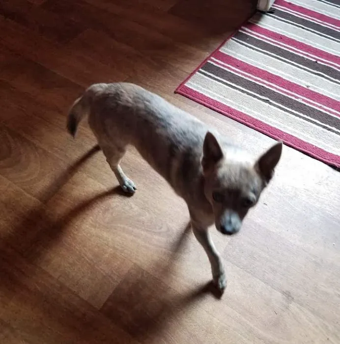 All Creatures Vet Clinic 4
