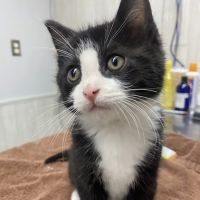 Animal Health Center ico