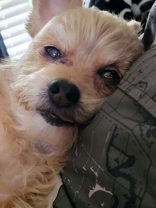 Magnolia Animal Hospital 3