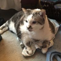 Magnolia Animal Hospital ico