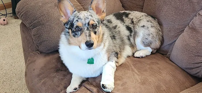 Magnolia Animal Hospital 2