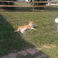 Zumbro Falls Veterinary Clinic ico